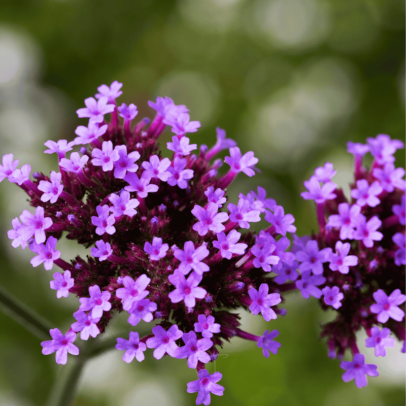 Load image into Gallery viewer, Purple Top Vervain – 100 Seeds
