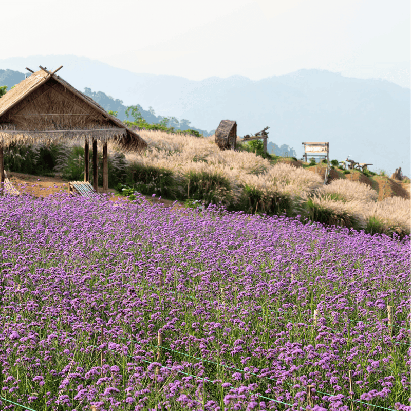 Load image into Gallery viewer, Purple Top Vervain – 100 Seeds
