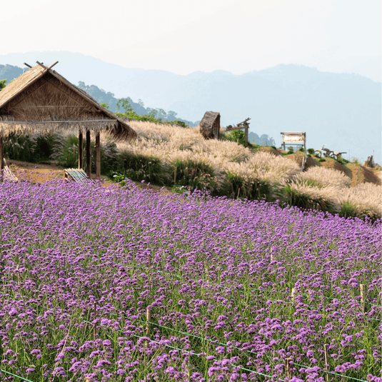 Purple Top Vervain – 100 Seeds