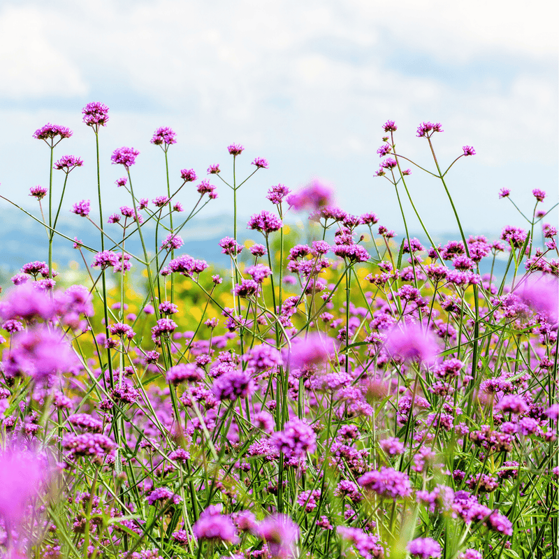 Load image into Gallery viewer, Purple Top Vervain – 100 Seeds
