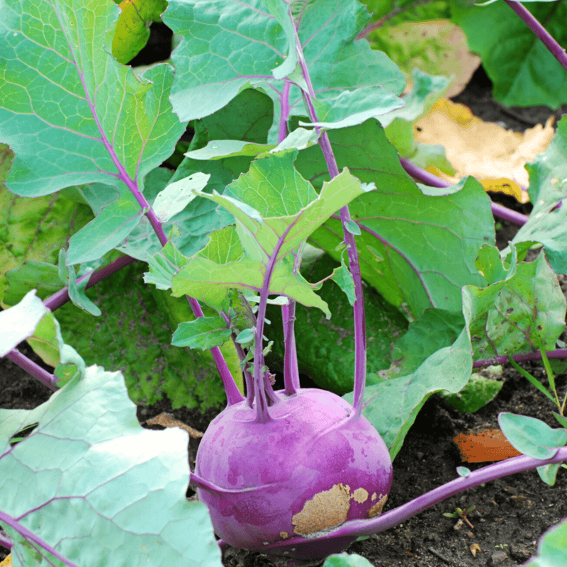 Load image into Gallery viewer, Purple Vienna Kohlrabi – 100 Seeds

