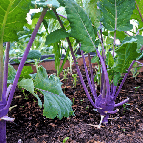 Purple Vienna Kohlrabi – 100 Seeds, additional product view 2