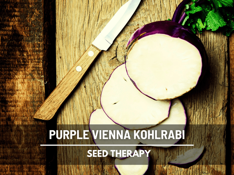 Load image into Gallery viewer, Purple Vienna Kohlrabi – 100 Seeds
