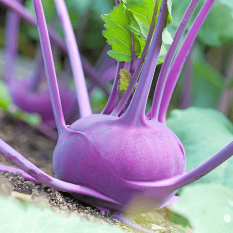 Purple Vienna Kohlrabi seeds package, 100 count, GrowTime Garden Supply