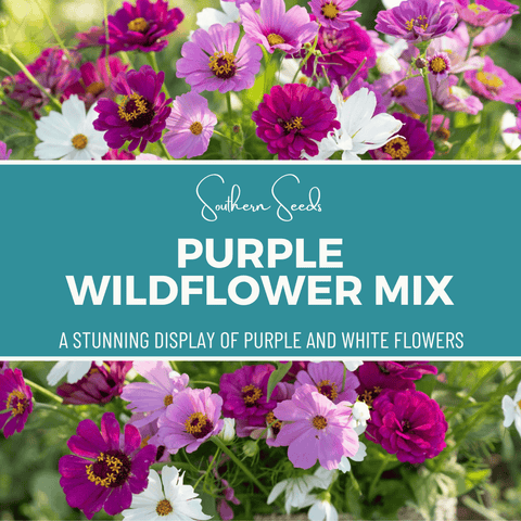Purple Wildflower Seed Mix 1000 Seeds