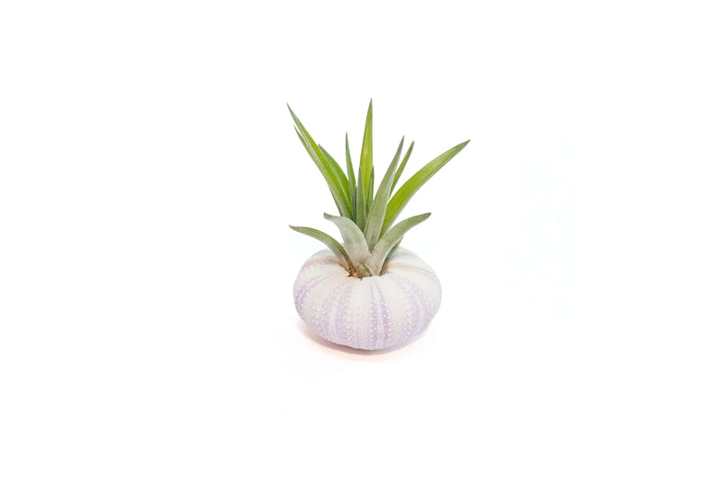 Load image into Gallery viewer, Purple Urchin with Tillandsia Air Plant
