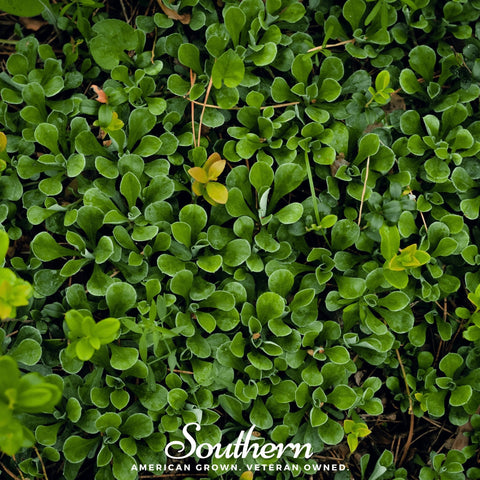 Purslane – 100 Seeds, additional product view 2