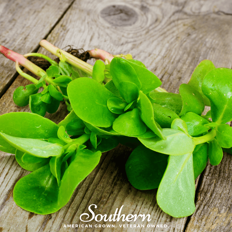 Load image into Gallery viewer, Purslane – 100 Seeds
