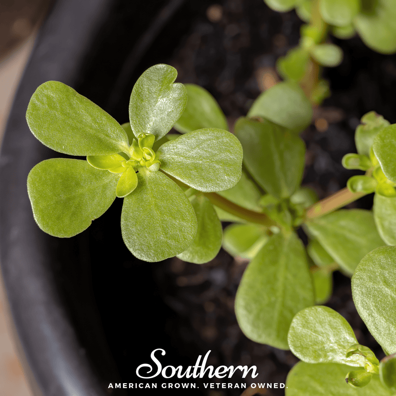 Load image into Gallery viewer, Purslane – 100 Seeds
