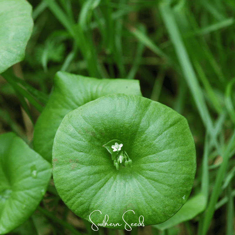 Load image into Gallery viewer, Winter Purslane, Miner’s Lettuce – 100 Seeds
