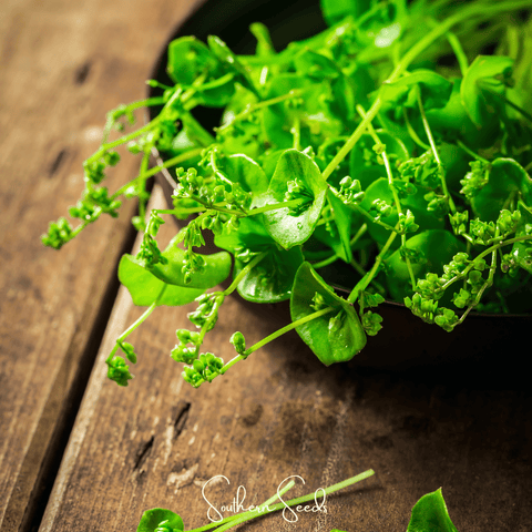 Winter Purslane, Miner's Lettuce – 100 Seeds, additional product view 2