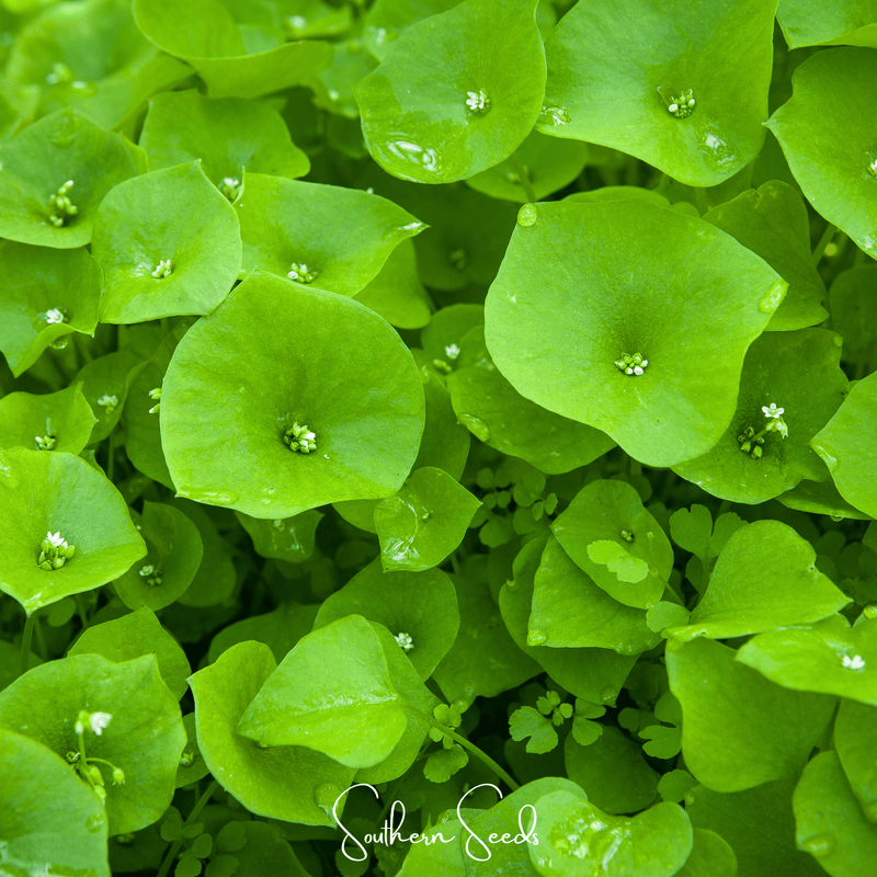 Load image into Gallery viewer, Winter Purslane, Miner’s Lettuce – 100 Seeds
