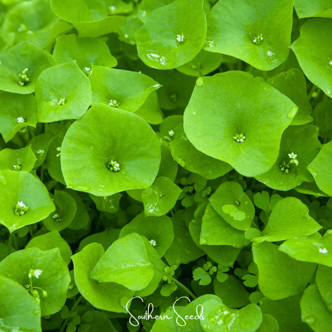 Winter Purslane Miner's Lettuce 100 Seeds
