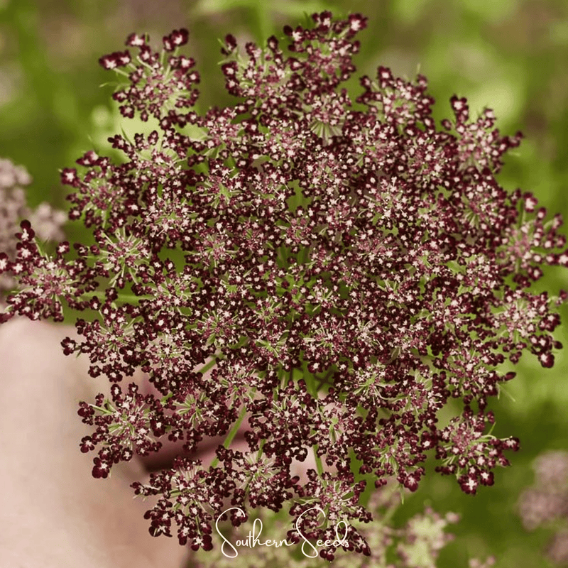 Load image into Gallery viewer, Chocolate Lace Queen Anne's Lace – 100 Seeds
