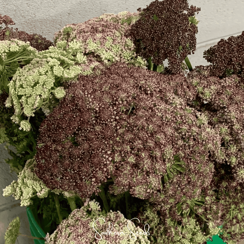 Load image into Gallery viewer, Chocolate Lace Queen Anne's Lace – 100 Seeds
