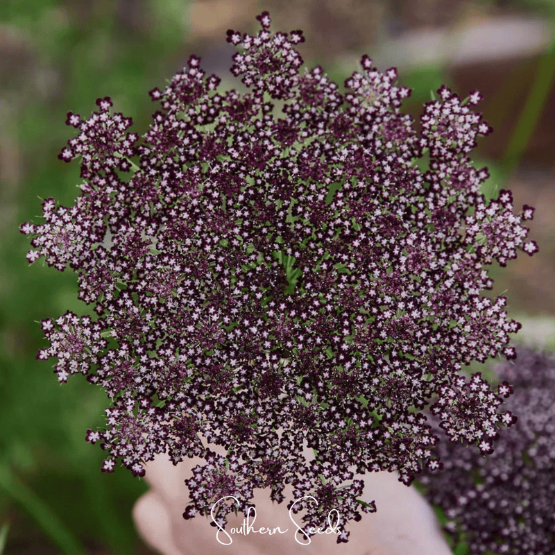 Load image into Gallery viewer, Chocolate Lace Queen Anne's Lace – 100 Seeds
