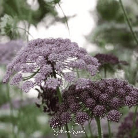Chocolate Lace Queen Anne's Lace – 100 Seeds, additional product view 2