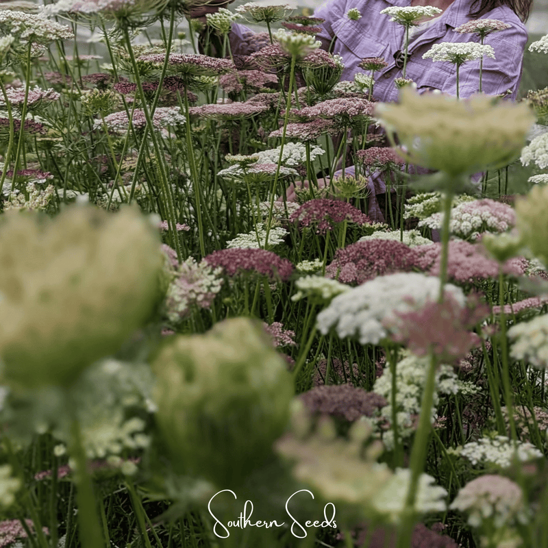 Load image into Gallery viewer, Chocolate Lace Queen Anne's Lace – 100 Seeds
