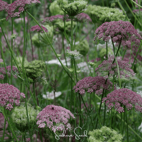 Chocolate Lace Queen Anne's Lace 100 Seeds