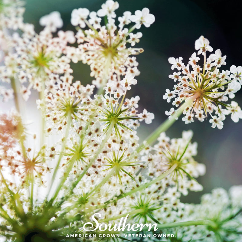 Load image into Gallery viewer, Queen Anne’s Lace – 100 Seeds
