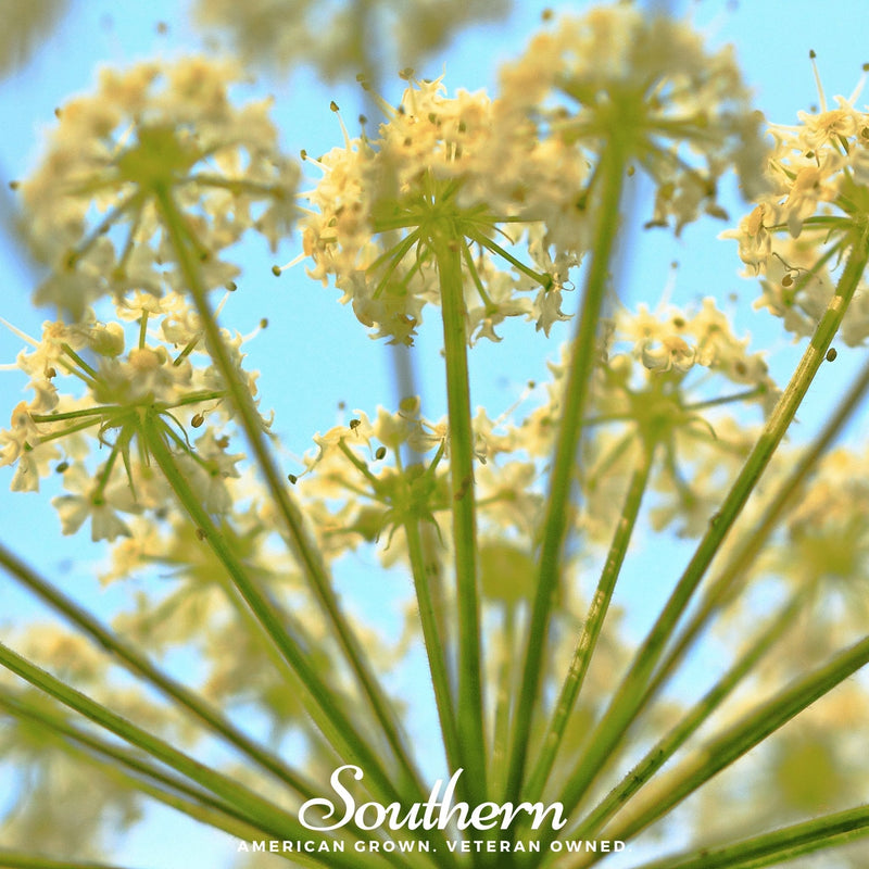 Load image into Gallery viewer, Queen Anne’s Lace – 100 Seeds
