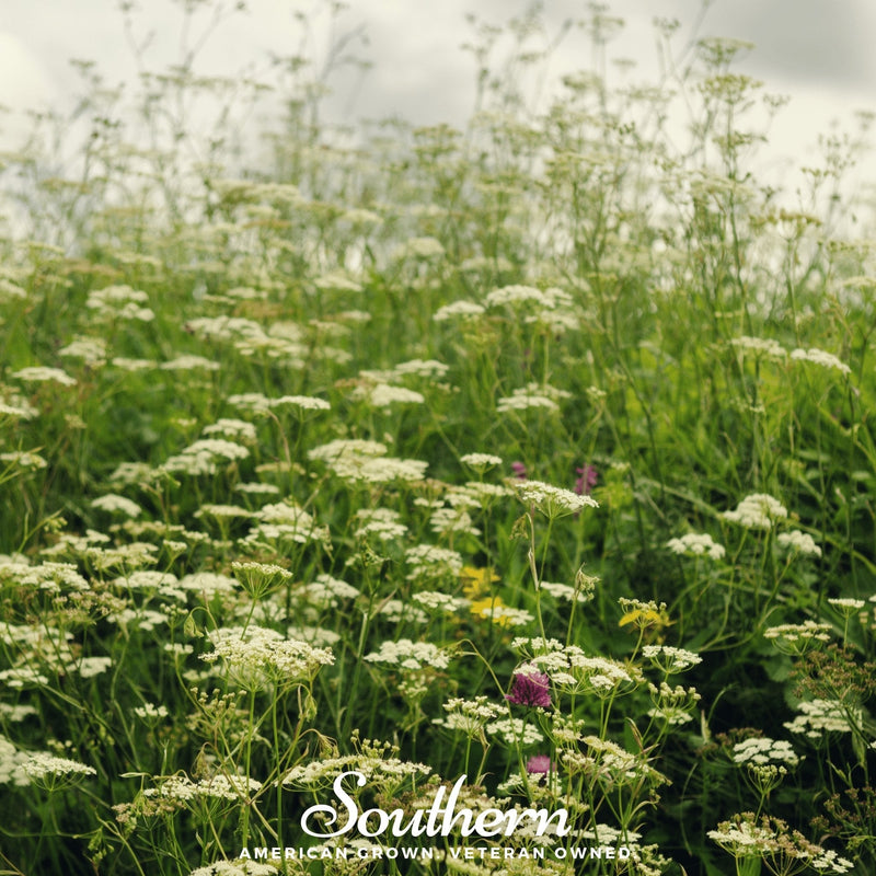 Load image into Gallery viewer, Queen Anne’s Lace – 100 Seeds
