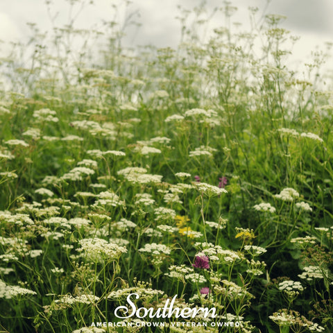 Queen Anne's Lace – 100 Seeds, additional product view 2