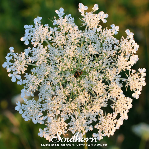 Queen Anne's Lace 100 Seeds