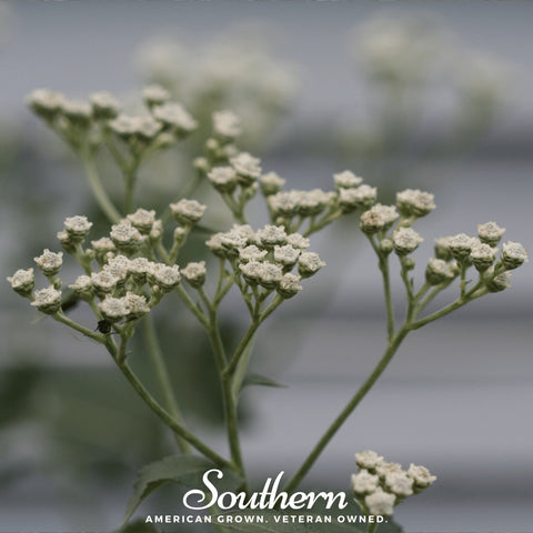 Wild Quinine seeds package, 50 count, GrowTime Garden Supply