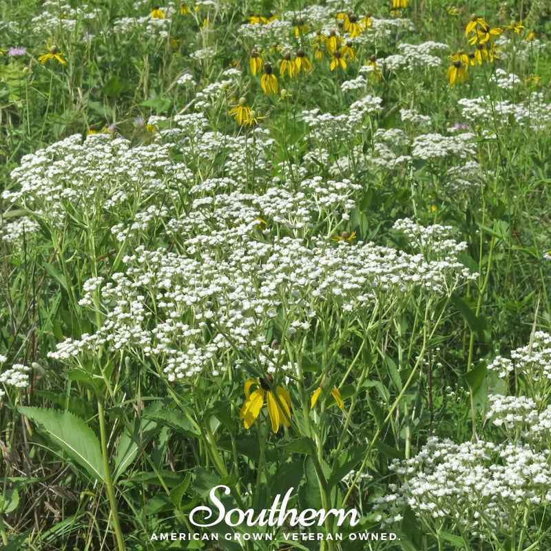 Load image into Gallery viewer, Wild Quinine – 50 Seeds
