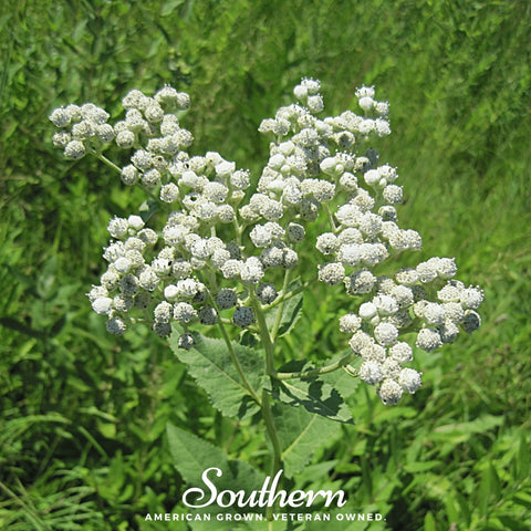Wild Quinine – 50 Seeds, additional product view 2