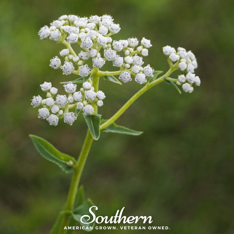 Load image into Gallery viewer, Wild Quinine – 50 Seeds
