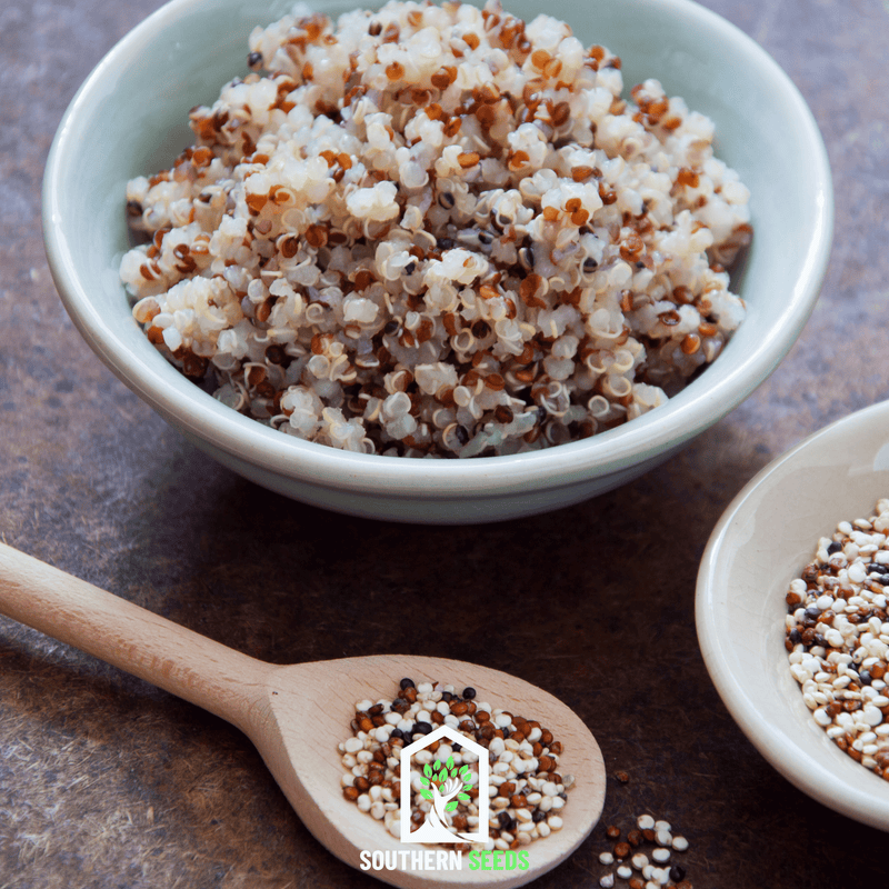 Load image into Gallery viewer, Brightest Brilliant Rainbow Quinoa – 250 Seeds
