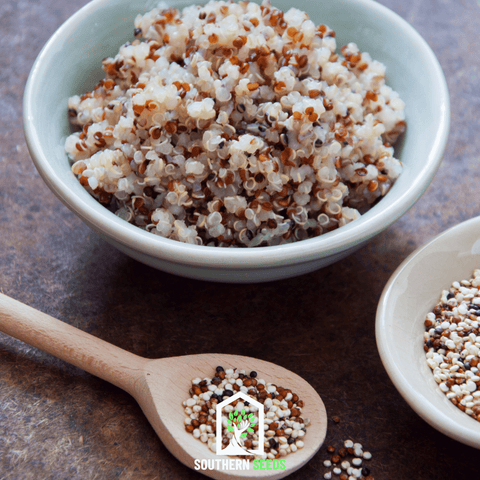 Brightest Brilliant Rainbow Quinoa – 250 Seeds, additional product view 2