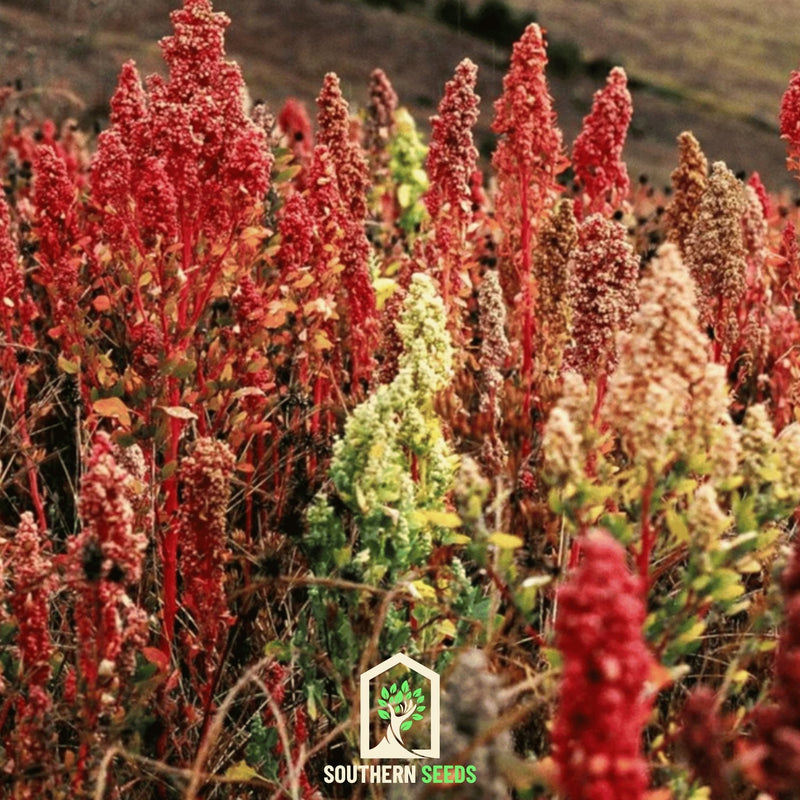Load image into Gallery viewer, Brightest Brilliant Rainbow Quinoa – 250 Seeds
