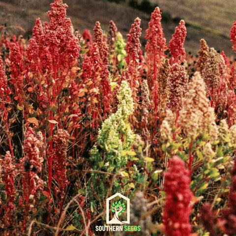 Brightest Brilliant Rainbow Quinoa 250 Seeds