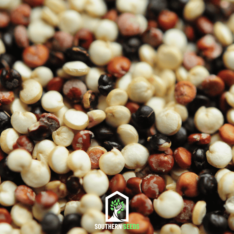 Load image into Gallery viewer, Brightest Brilliant Rainbow Quinoa – 250 Seeds
