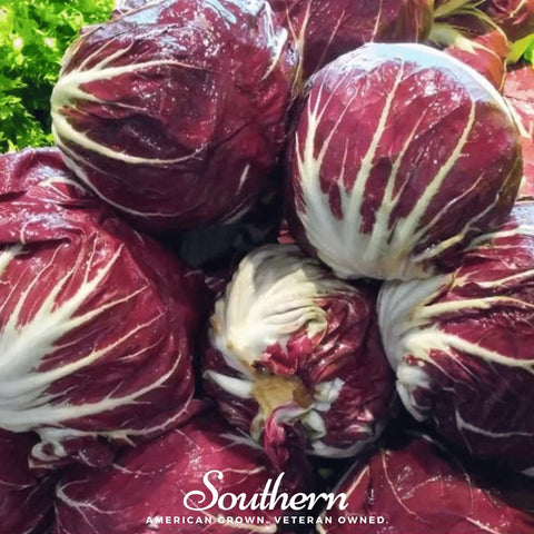 Palla Rossa Radicchio – 100 Seeds, additional product view 2