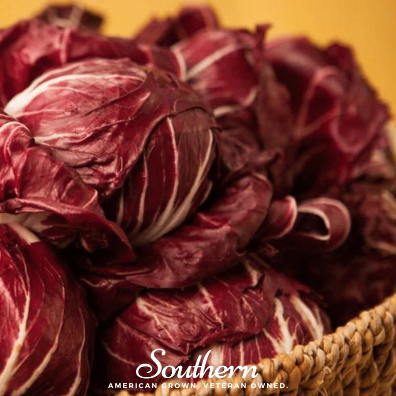 Load image into Gallery viewer, Palla Rossa Radicchio – 100 Seeds
