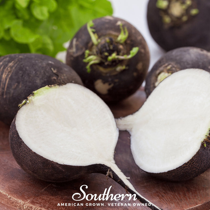 Load image into Gallery viewer, Black Spanish Radish – 250 Seeds
