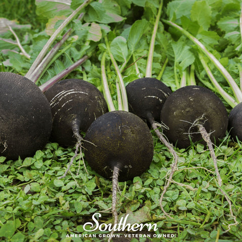 Black Spanish Radish 250 Seeds