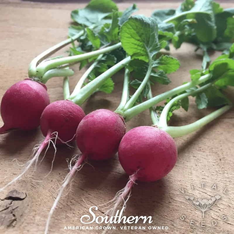 Load image into Gallery viewer, Cherry Belle Radish – 250 Seeds

