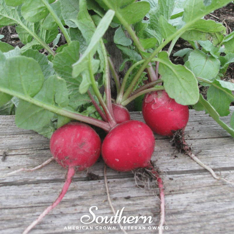 Load image into Gallery viewer, Cherry Belle Radish – 250 Seeds

