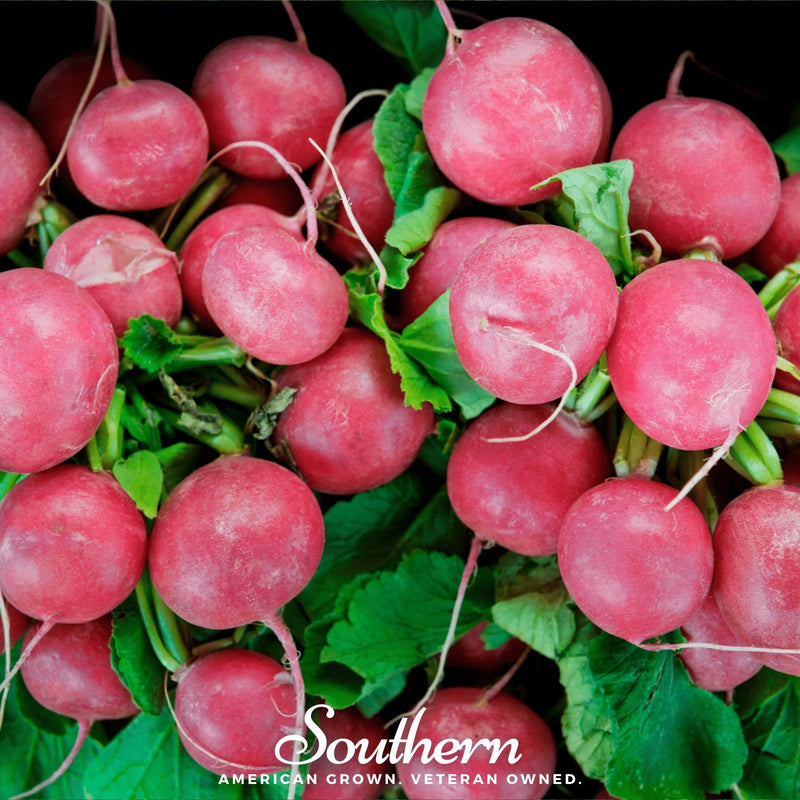 Load image into Gallery viewer, Cherry Belle Radish – 250 Seeds
