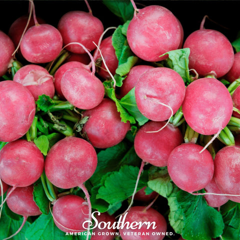Cherry Belle Radish seeds package, 250 count, GrowTime Garden Supply