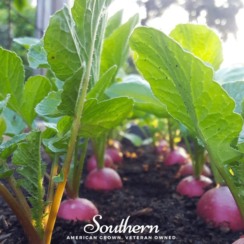 Cherry Belle Radish – 250 Seeds, additional product view 2