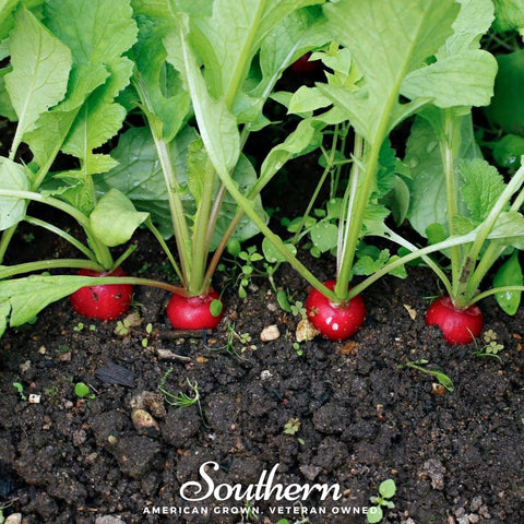Crimson Giant Radish – 100 Seeds, additional product view 2