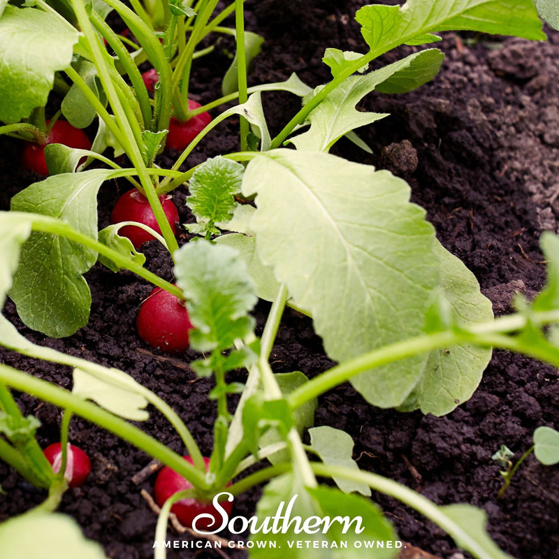Load image into Gallery viewer, Crimson Giant Radish – 100 Seeds
