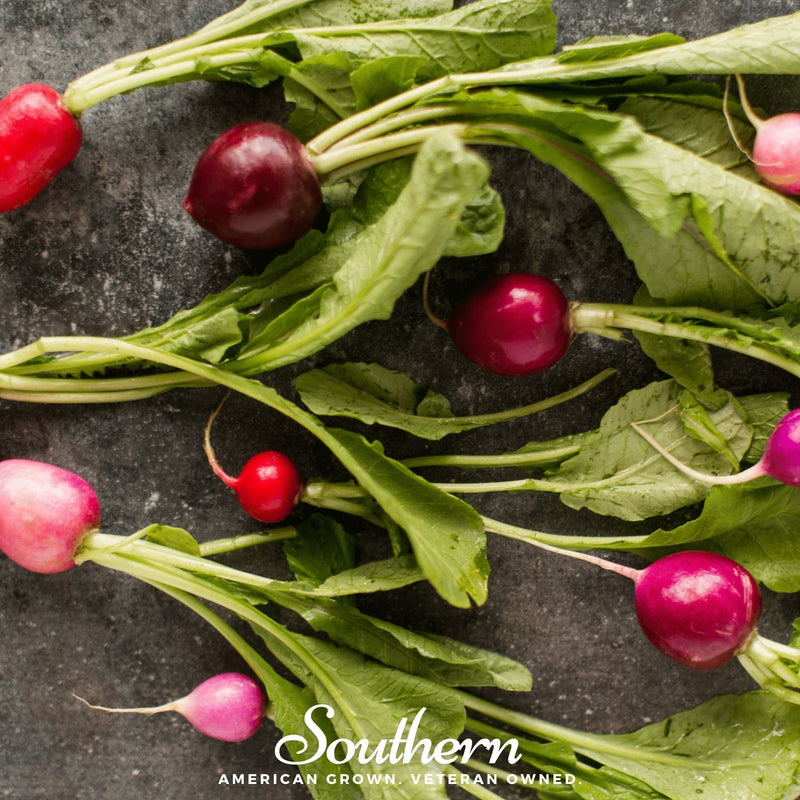 Load image into Gallery viewer, Easter Egg Radish – 250 Seeds

