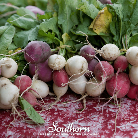 Easter Egg Radish seeds package, 250 count, GrowTime Garden Supply